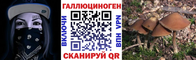 Галлюциногенные грибы Psilocybe  Елизово 